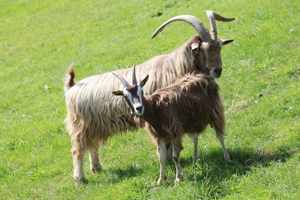 Unsere Ziegen - Ziegenhof Und Käserei Eigelsberg